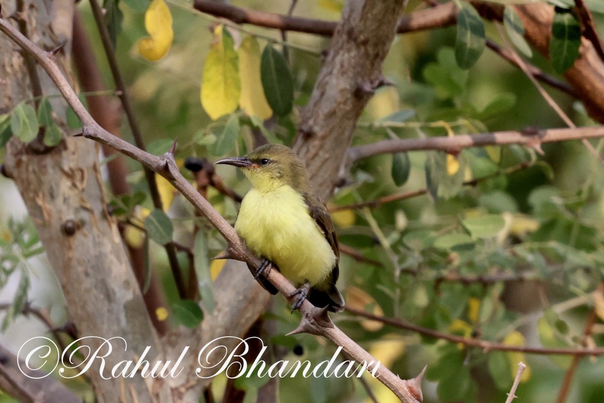 Purple-rumped Sunbird - Rahul Bhandari