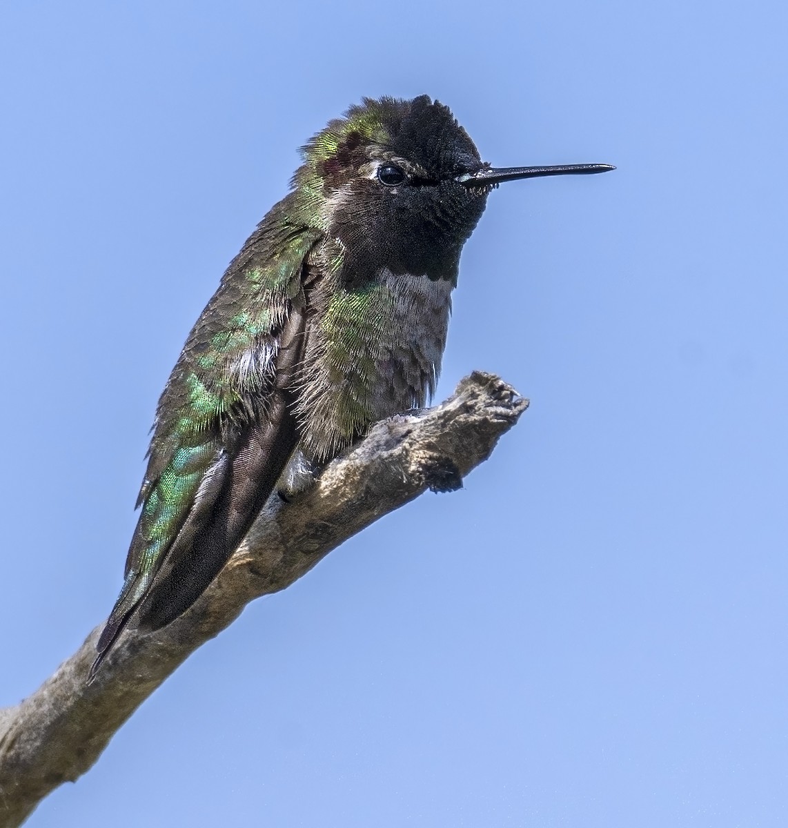 Anna's Hummingbird - ML617648006