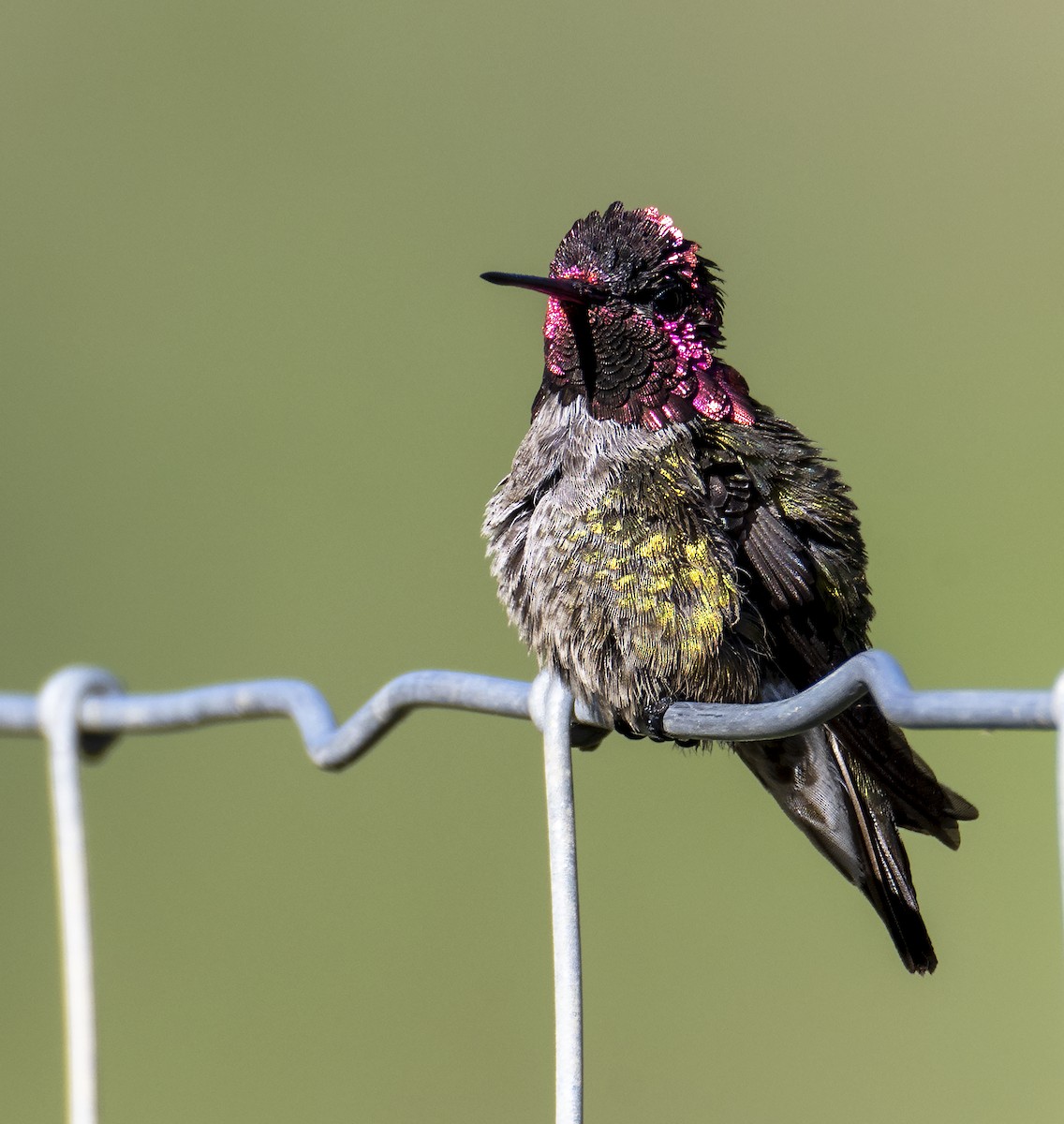 Anna's Hummingbird - Bob Stahmer