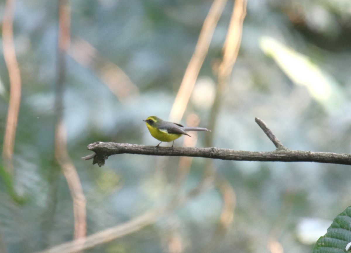 Yellow-bellied Fairy-Fantail - ML617648018