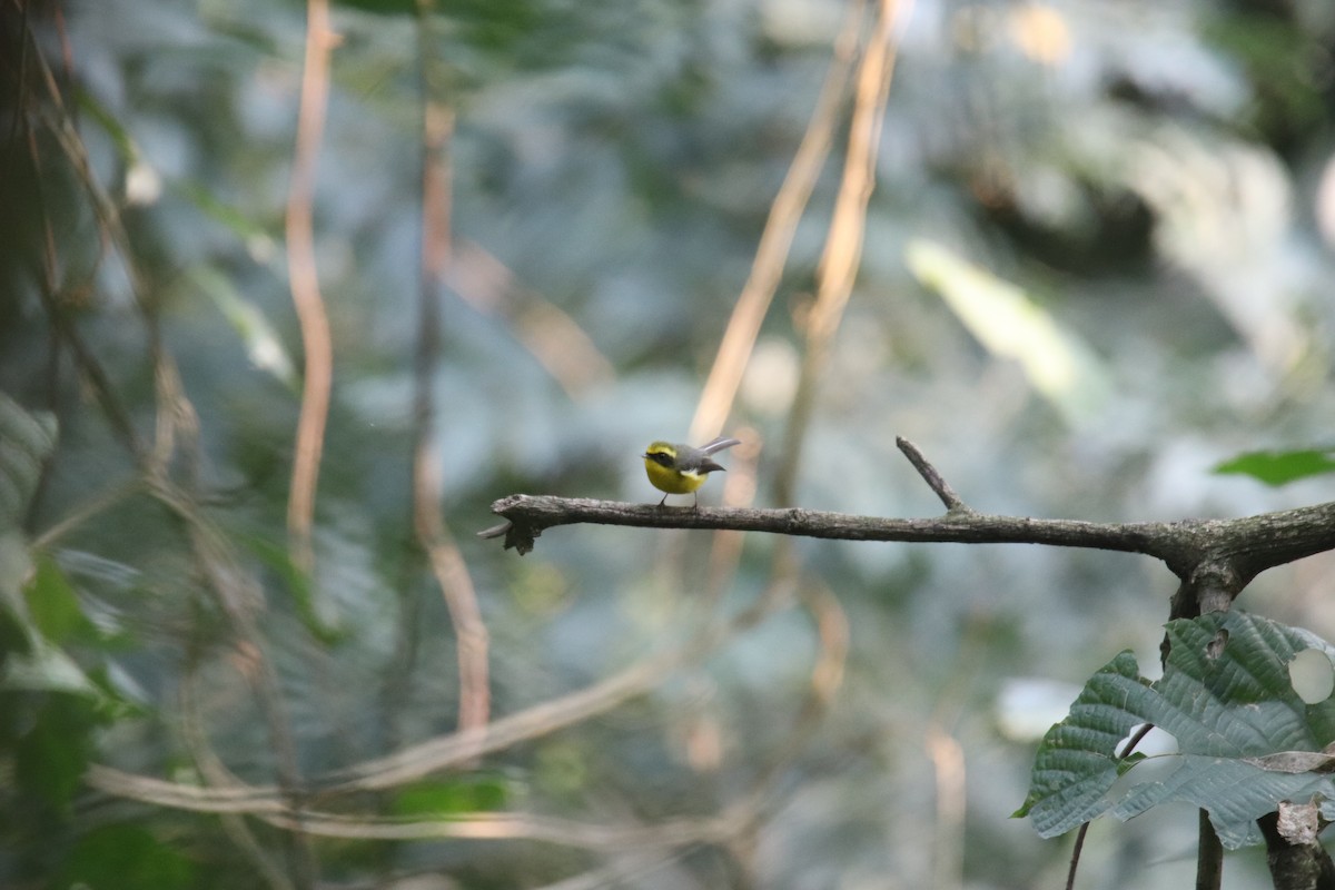 Yellow-bellied Fairy-Fantail - Praveen H N