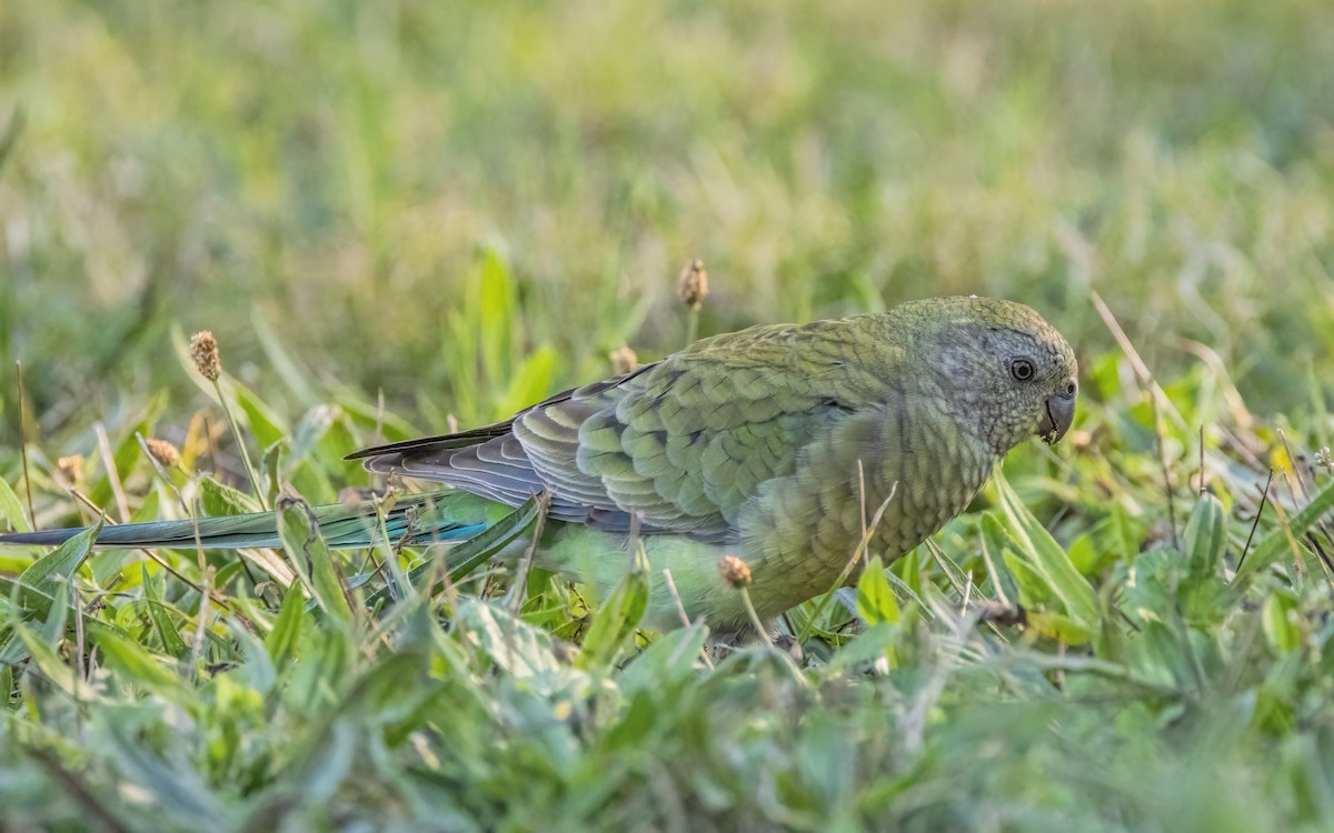 Red-rumped Parrot - ML617648070