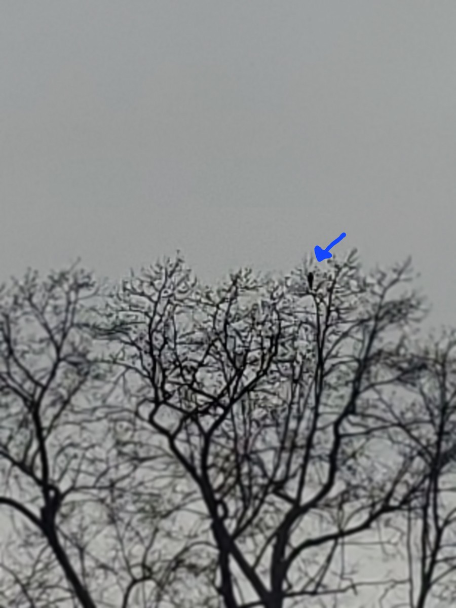 Ebird checklist 19 apr 2024 owls head park 12 species