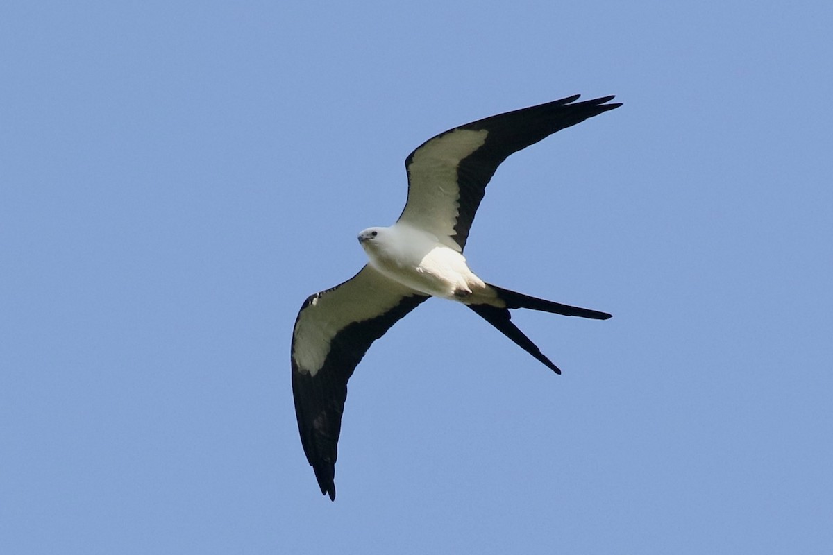 Swallow-tailed Kite - ML617648075