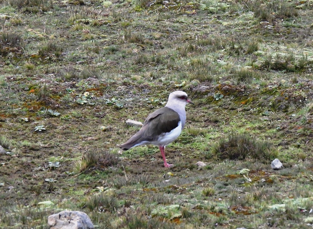 Andean Lapwing - ML617648078