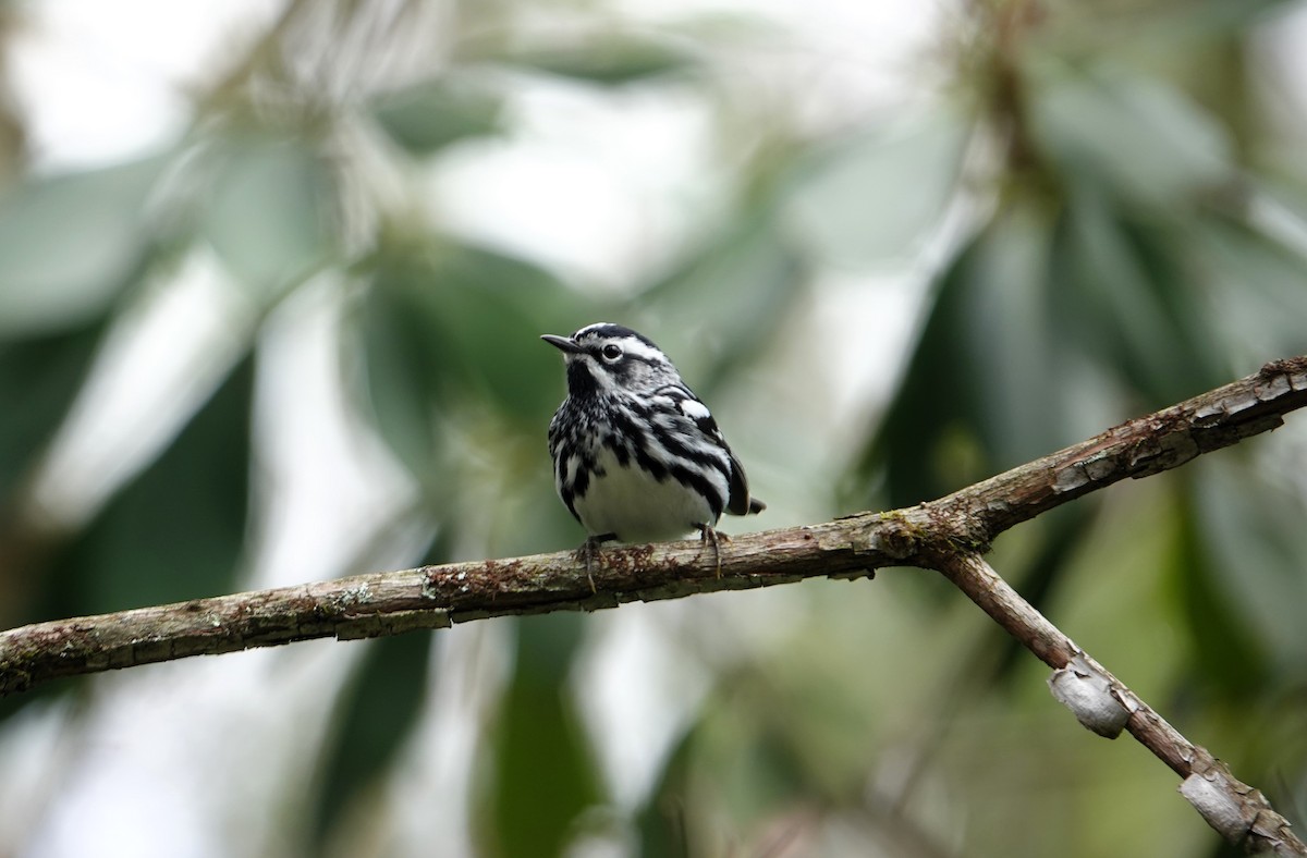 Black-and-white Warbler - ML617648138