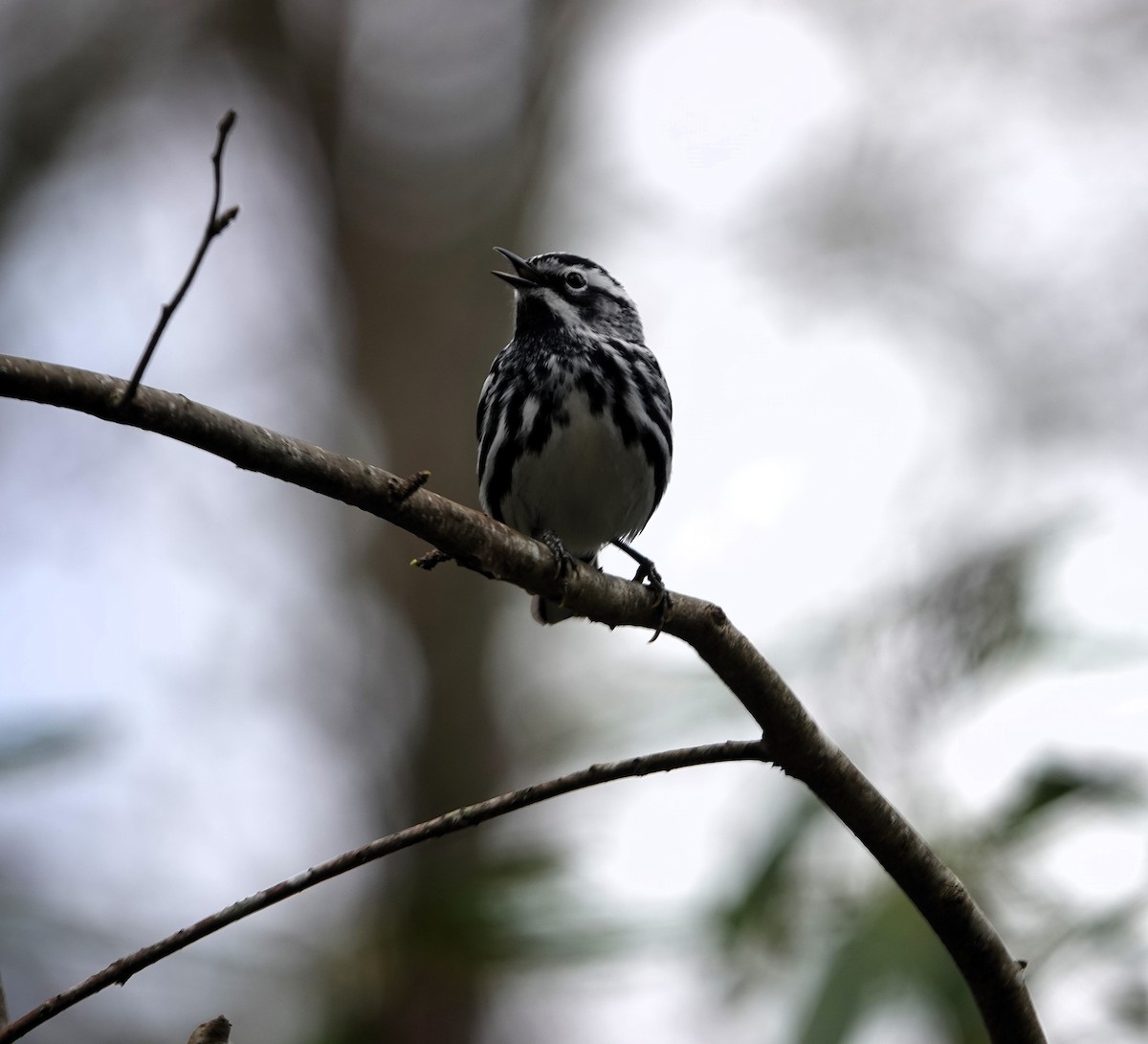 Black-and-white Warbler - ML617648139