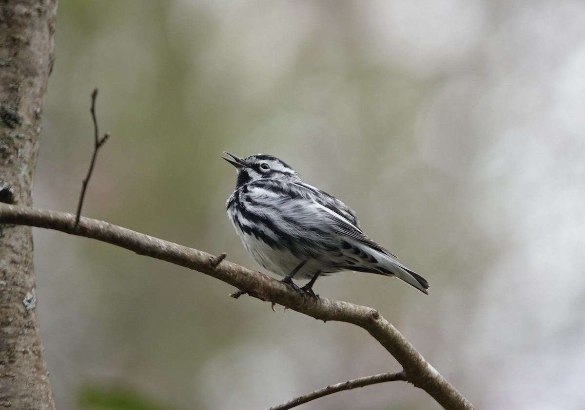 Black-and-white Warbler - ML617648140