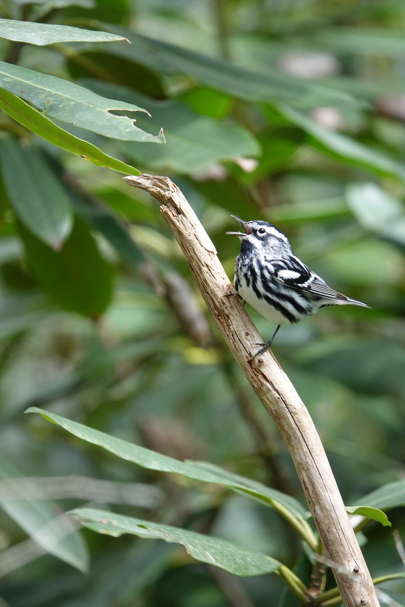 Black-and-white Warbler - ML617648141