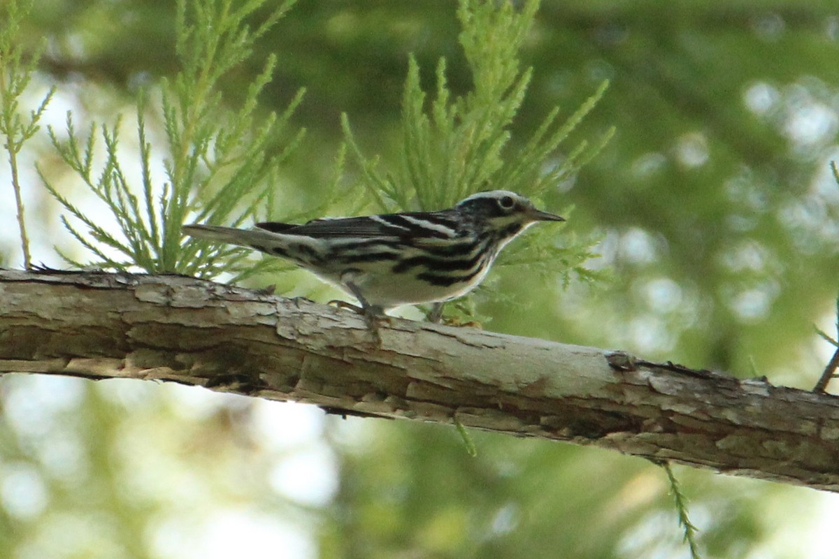 Black-and-white Warbler - ML617648159