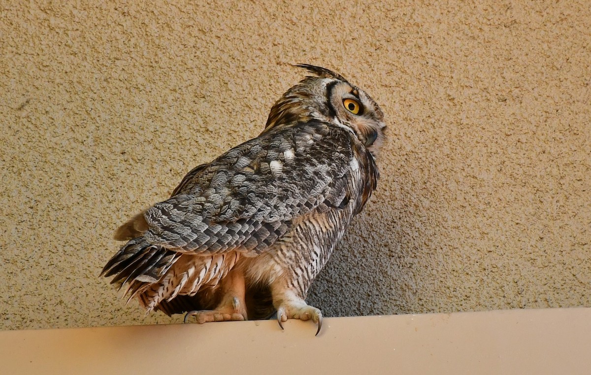 Great Horned Owl - ML617648173