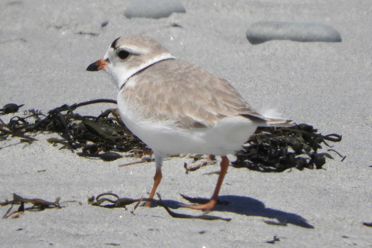 Piping Plover - ML617648175