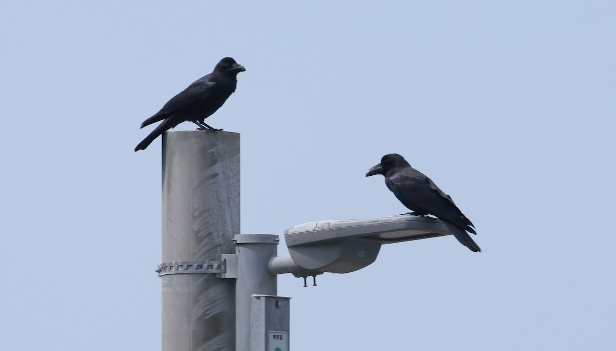 Large-billed Crow - Ashley Banwell