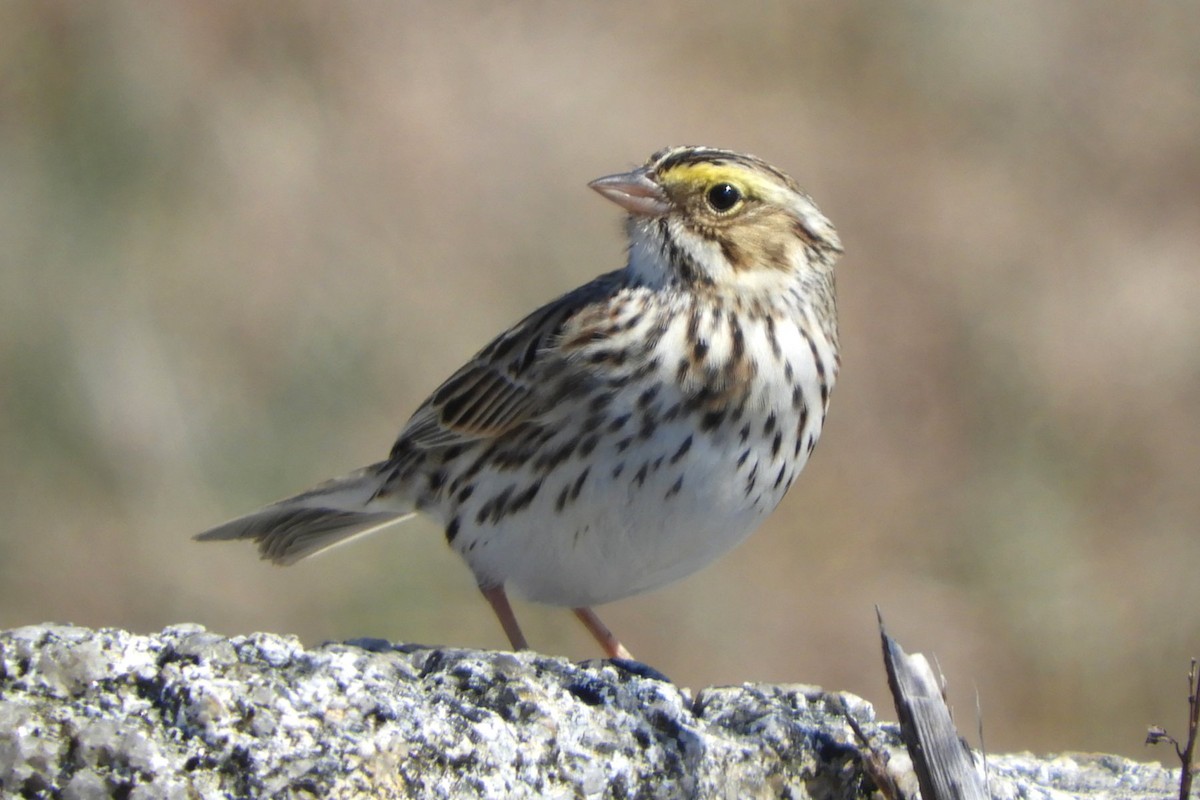 Savannah Sparrow - ML617648186