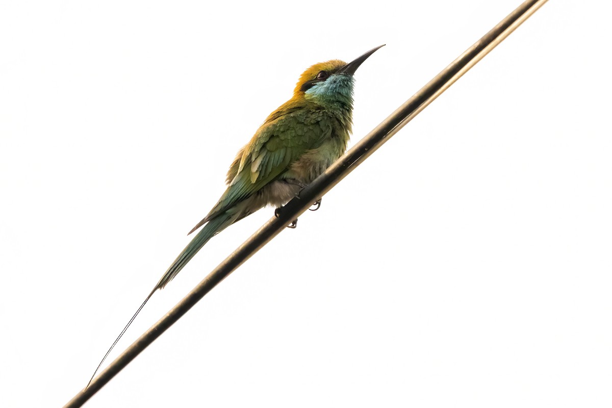 Asian Green Bee-eater - ML617648279