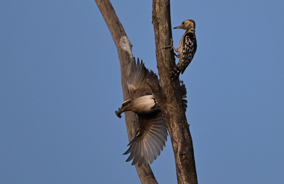 Yellow-crowned Woodpecker - ML617648322