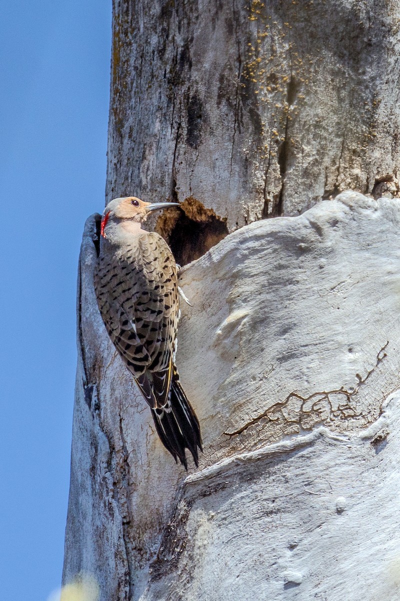Northern Flicker (Yellow-shafted) - ML617648360