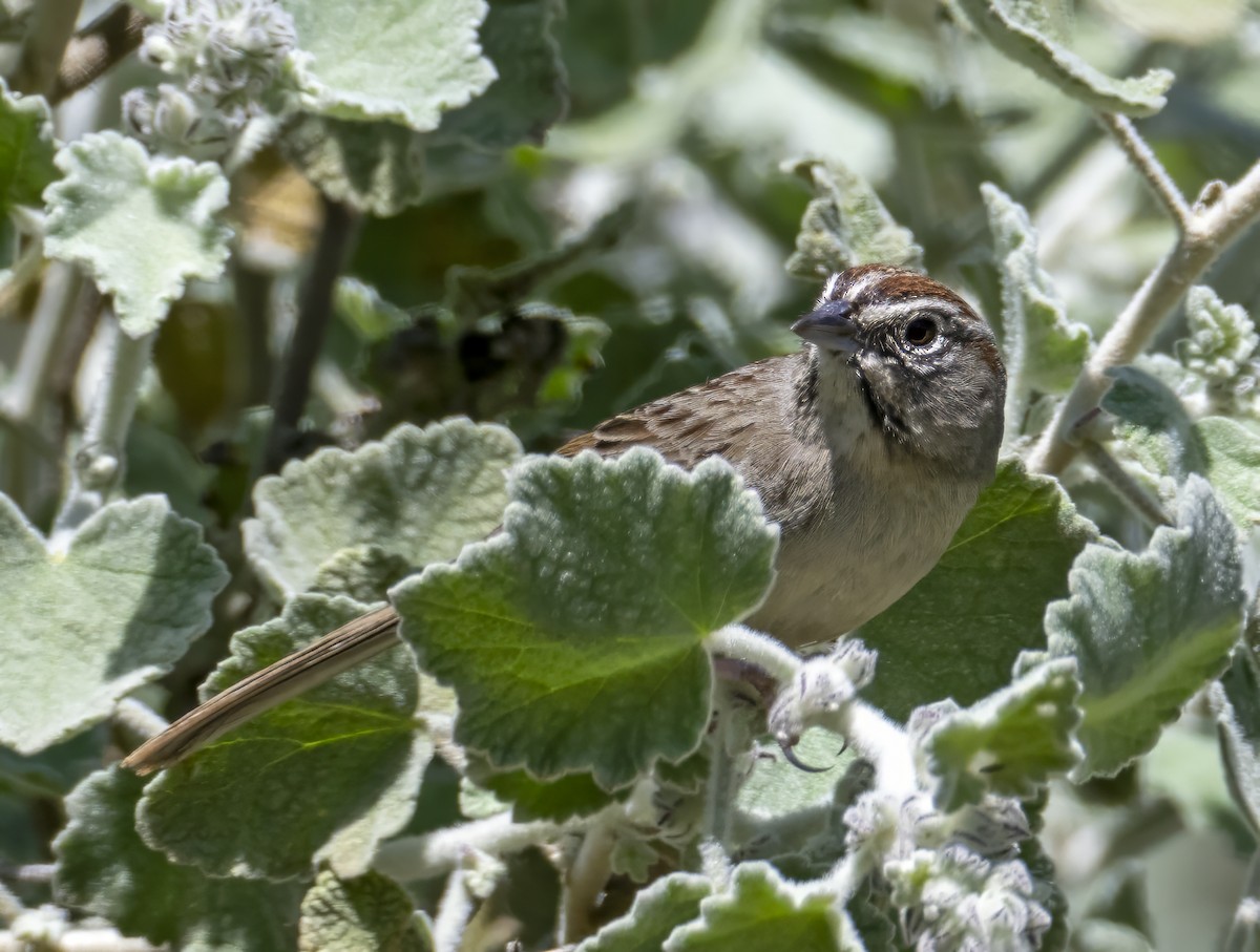 Rufous-crowned Sparrow - ML617648396