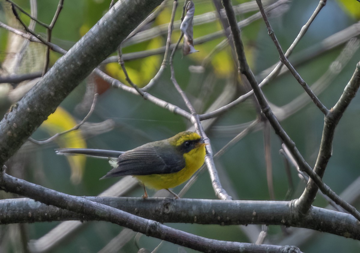 Yellow-bellied Fairy-Fantail - ML617648458