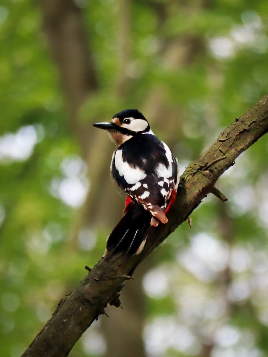 Great Spotted Woodpecker - Andriy S