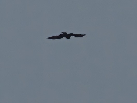 Black Kite (Black-eared) - ML617648529