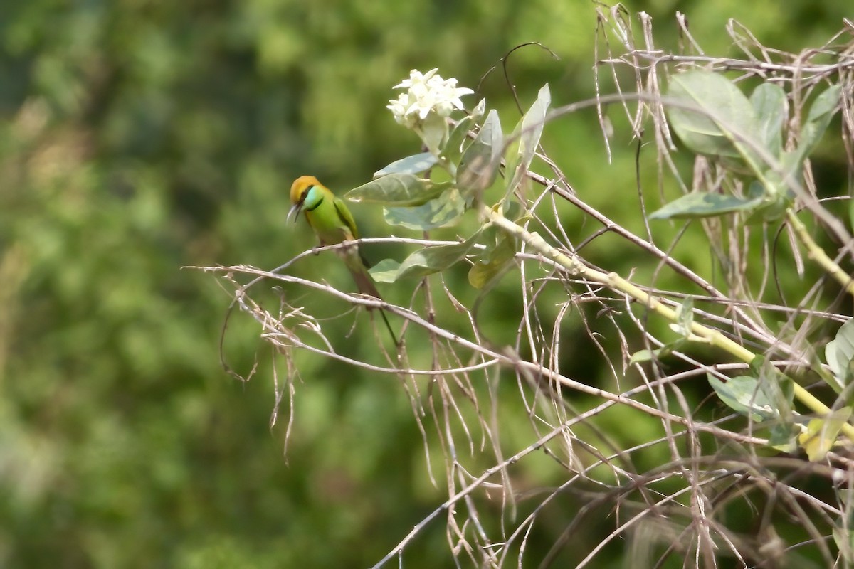 Asian Green Bee-eater - ML617648534