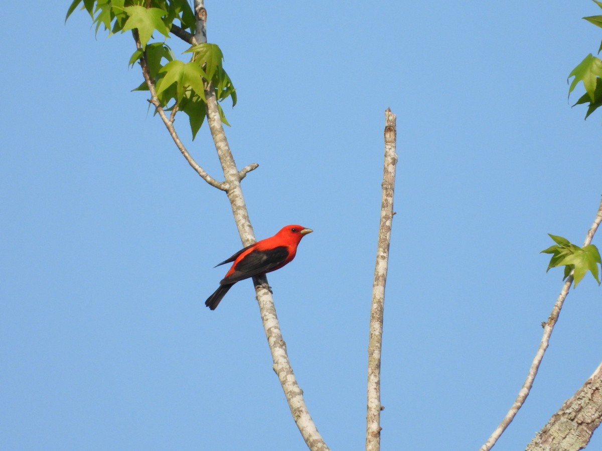 Scarlet Tanager - ML617648574