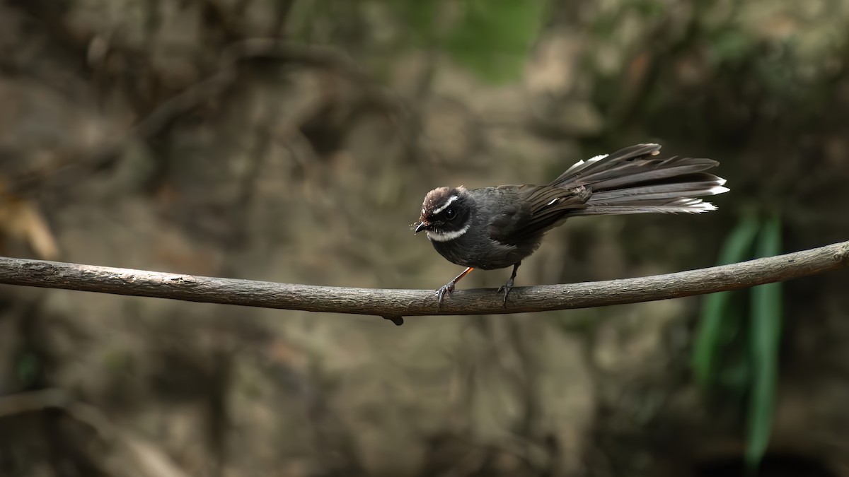 White-throated Fantail - ML617648674