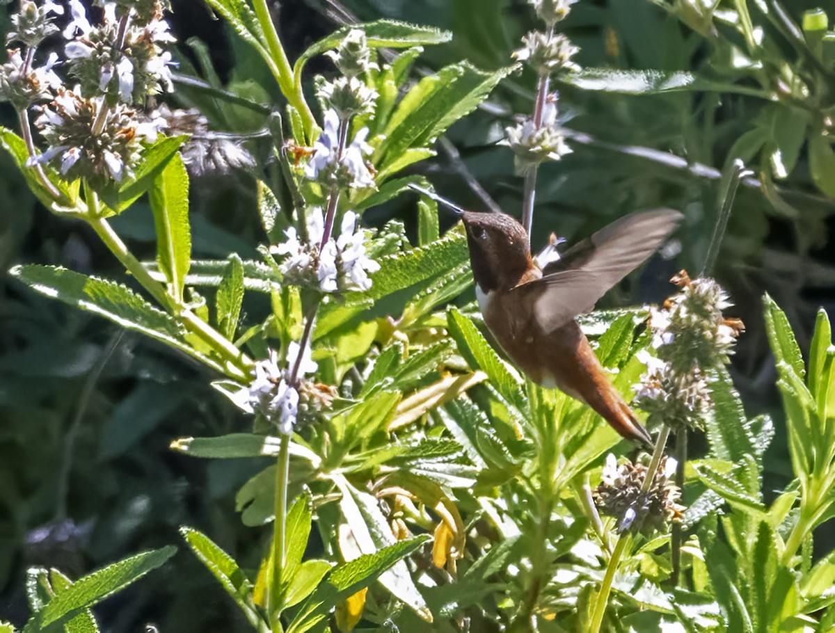 Rufous Hummingbird - ML617648735