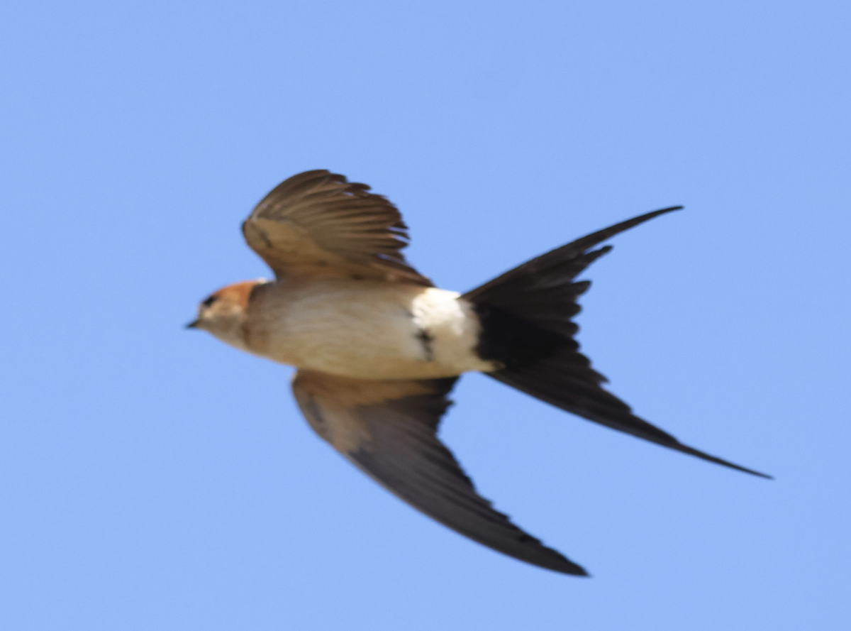 Red-rumped Swallow - ML617648751