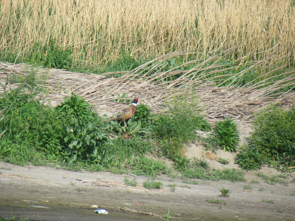 Ring-necked Pheasant - ML617648820
