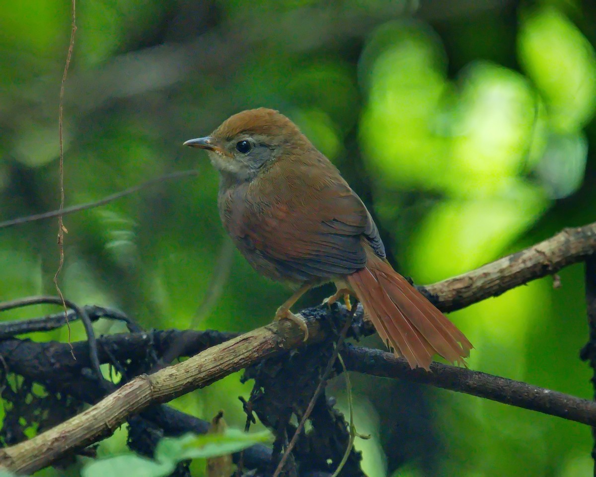 Rufous-capped Spinetail - ML617648821