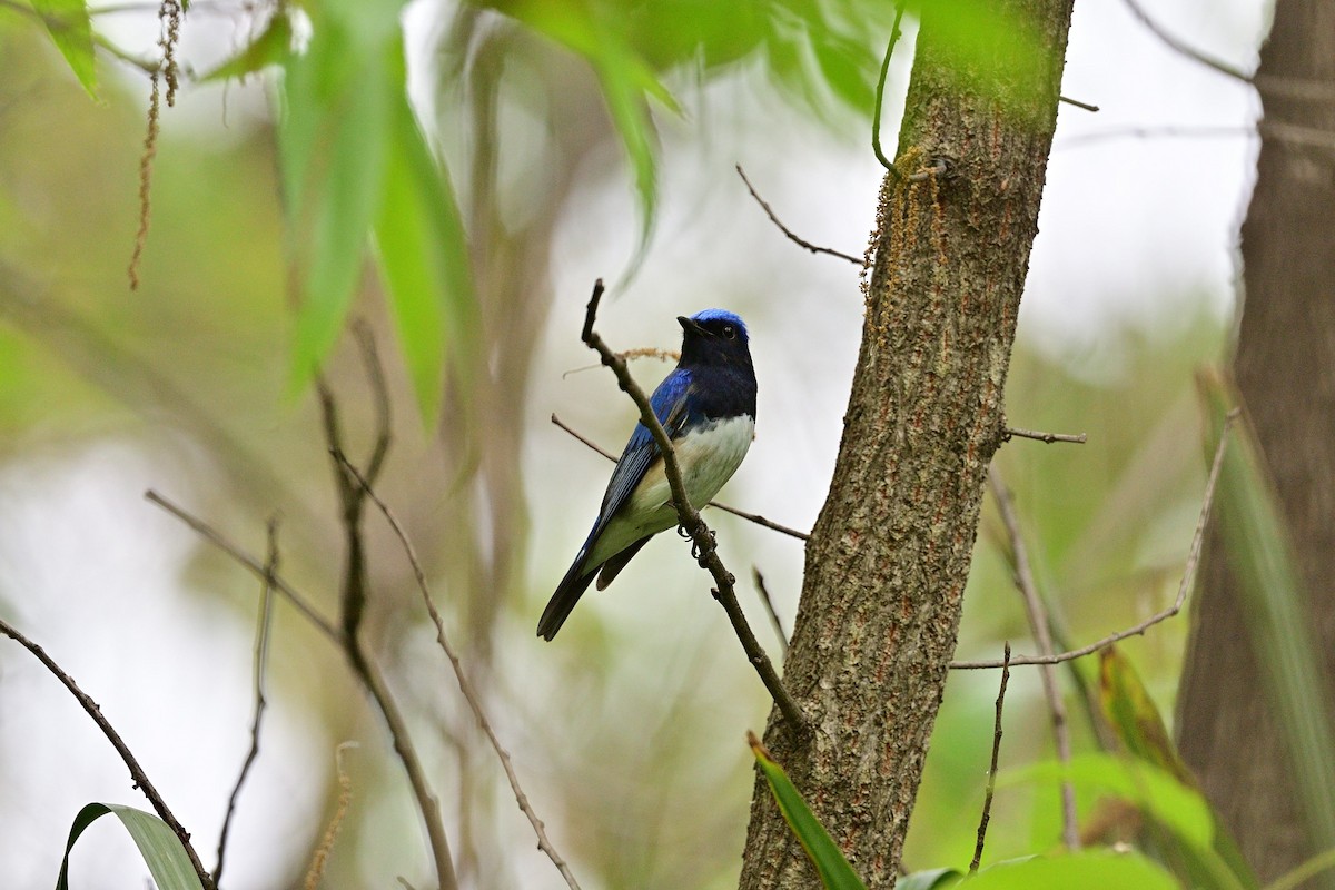 Blue-and-white Flycatcher - ML617648842
