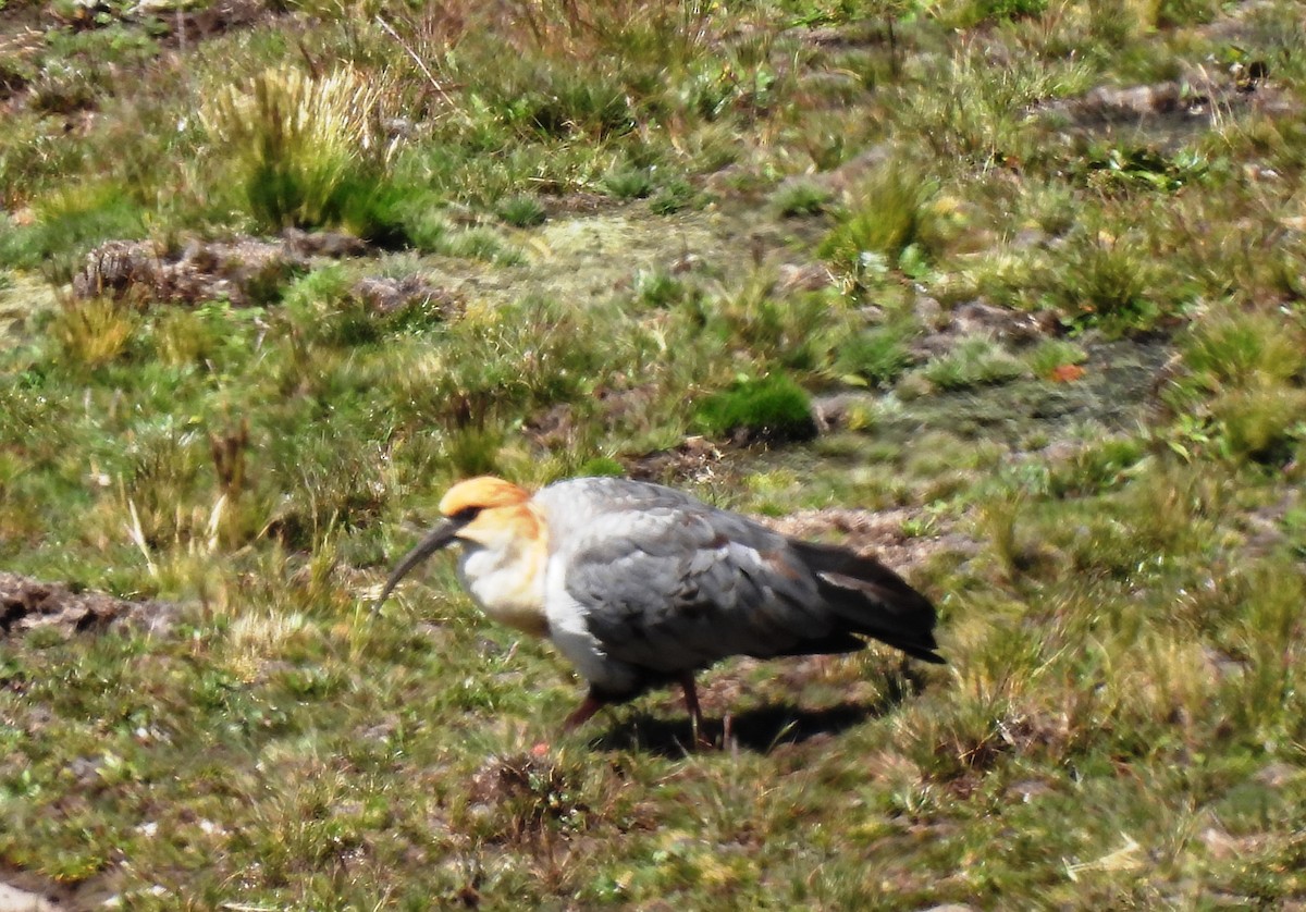 Andean Ibis - ML617648873