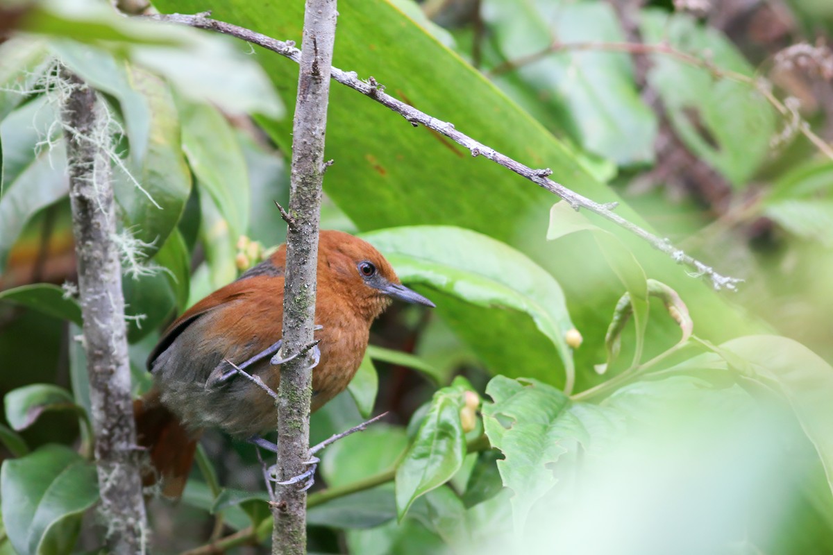 Rusty-headed Spinetail - ML617648931