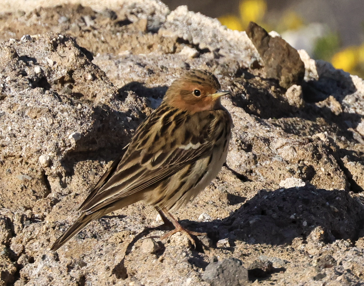 Red-throated Pipit - ML617648941