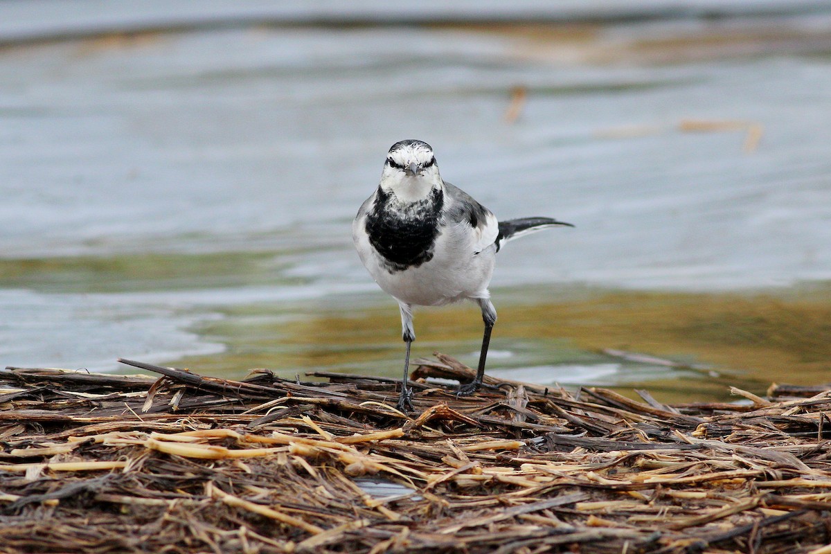 White Wagtail (Black-backed) - ML617648983