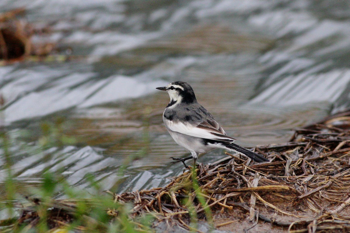 White Wagtail (Black-backed) - Chih-Wei(David) Lin