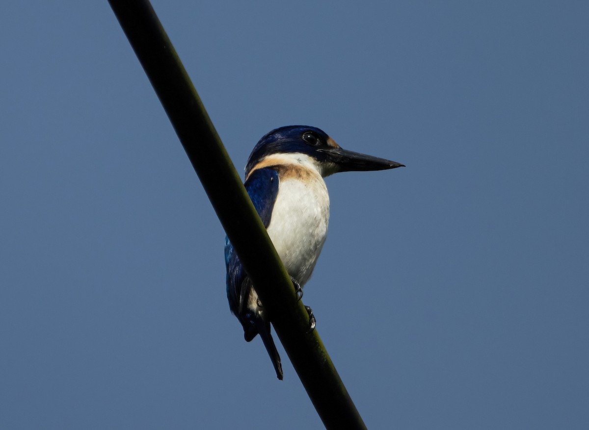 Blue-and-white Kingfisher - ML617649084