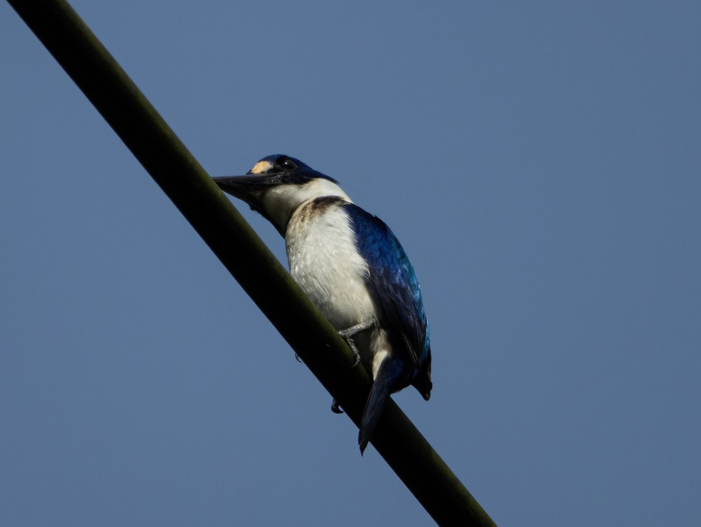 Blue-and-white Kingfisher - ML617649085