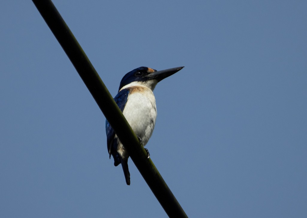 Blue-and-white Kingfisher - ML617649086
