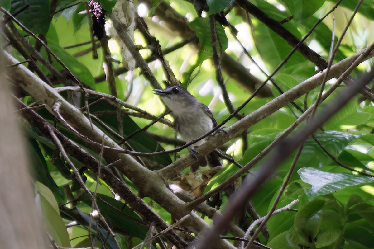 Sooty-capped Babbler - ML617649089