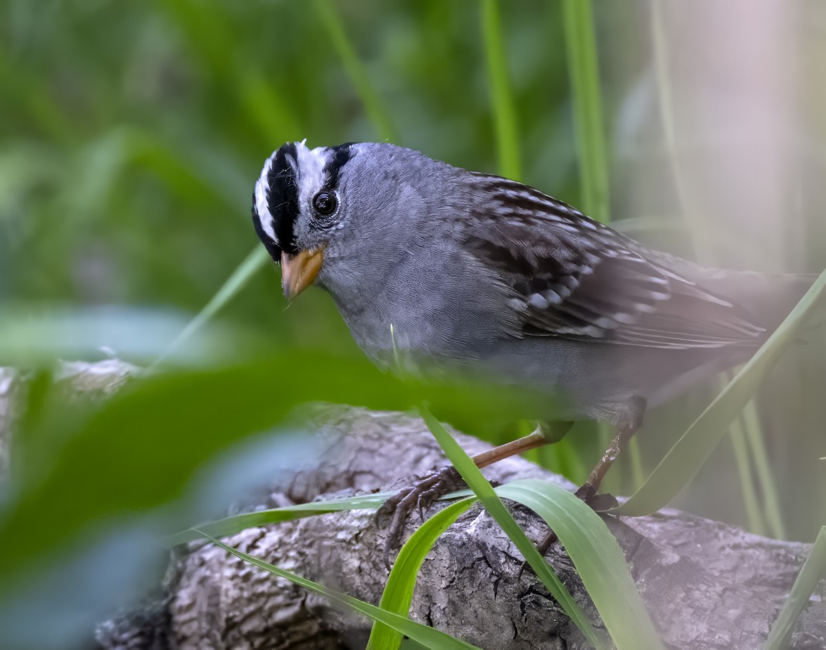 White-crowned Sparrow - ML617649092
