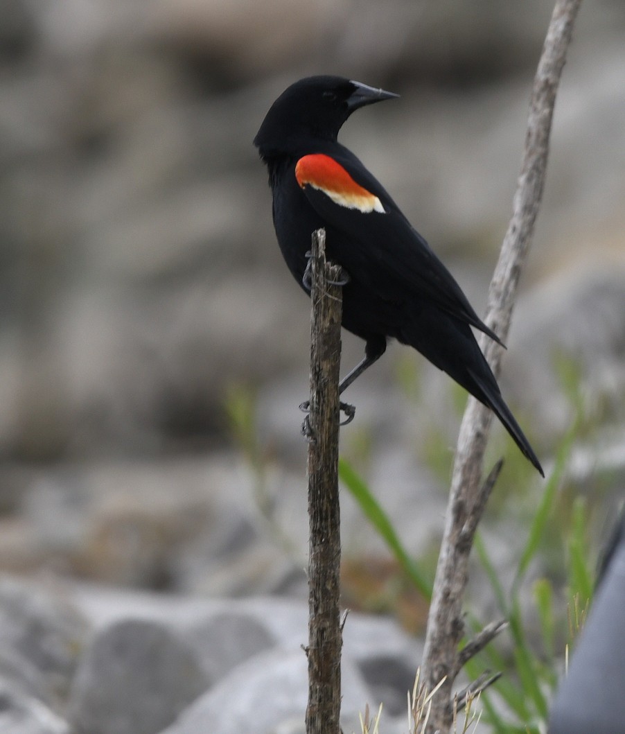 Red-winged Blackbird (Red-winged) - ML617649115
