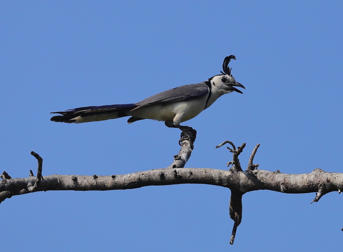White-throated Magpie-Jay - Carles Juan-Sallés