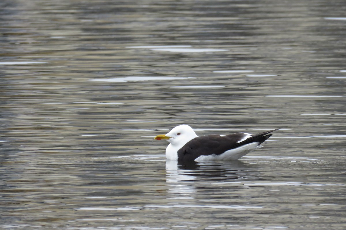 Lesser Black-backed Gull (fuscus) - ML617649407