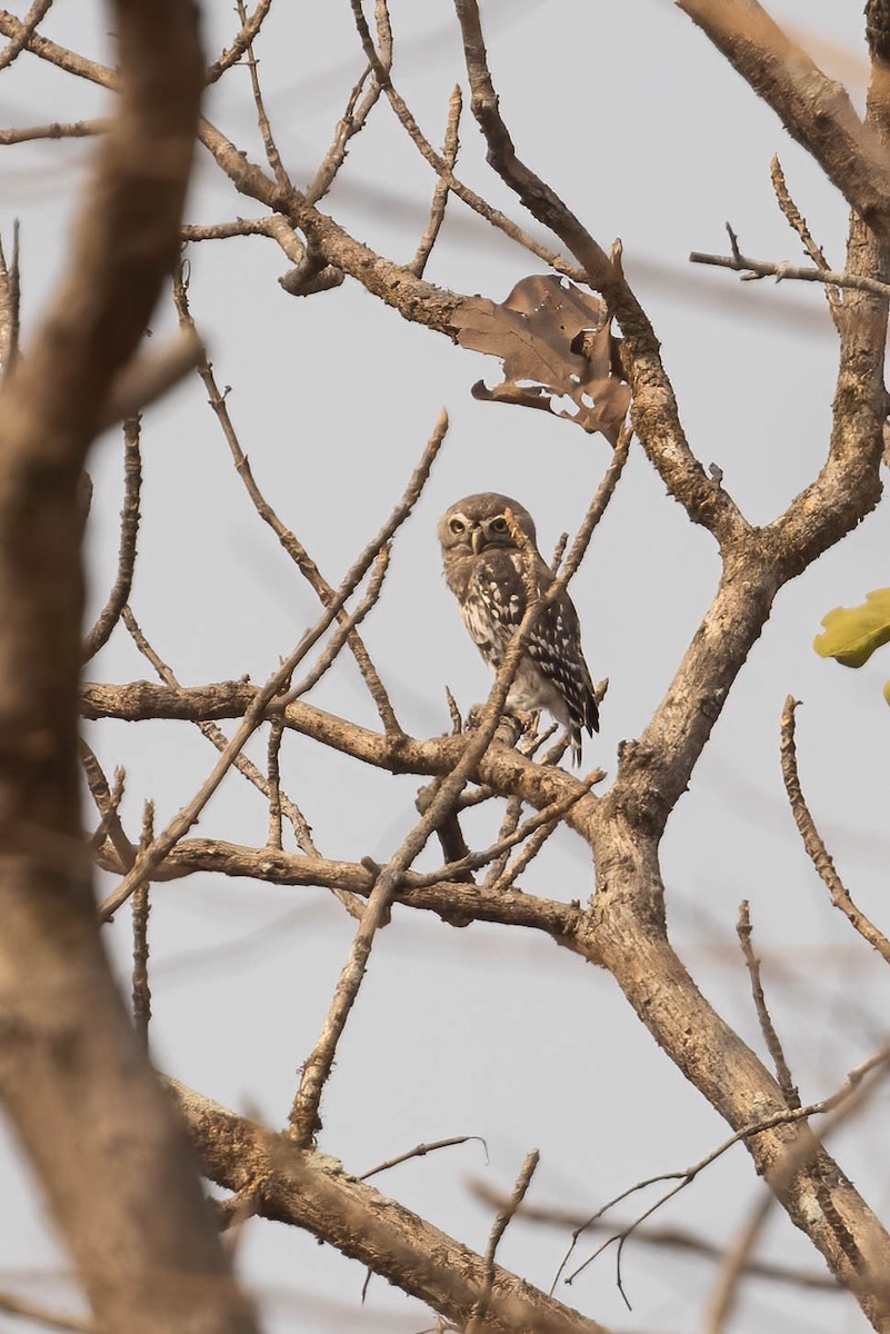 Forest Owlet - Neeraja V