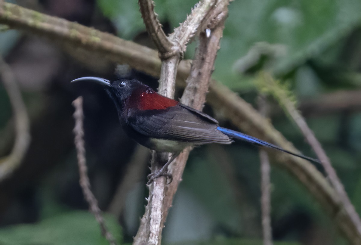 Black-throated Sunbird - ML617649599