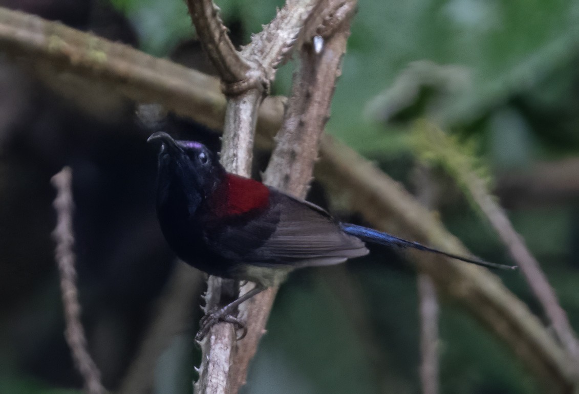 Black-throated Sunbird - ML617649600