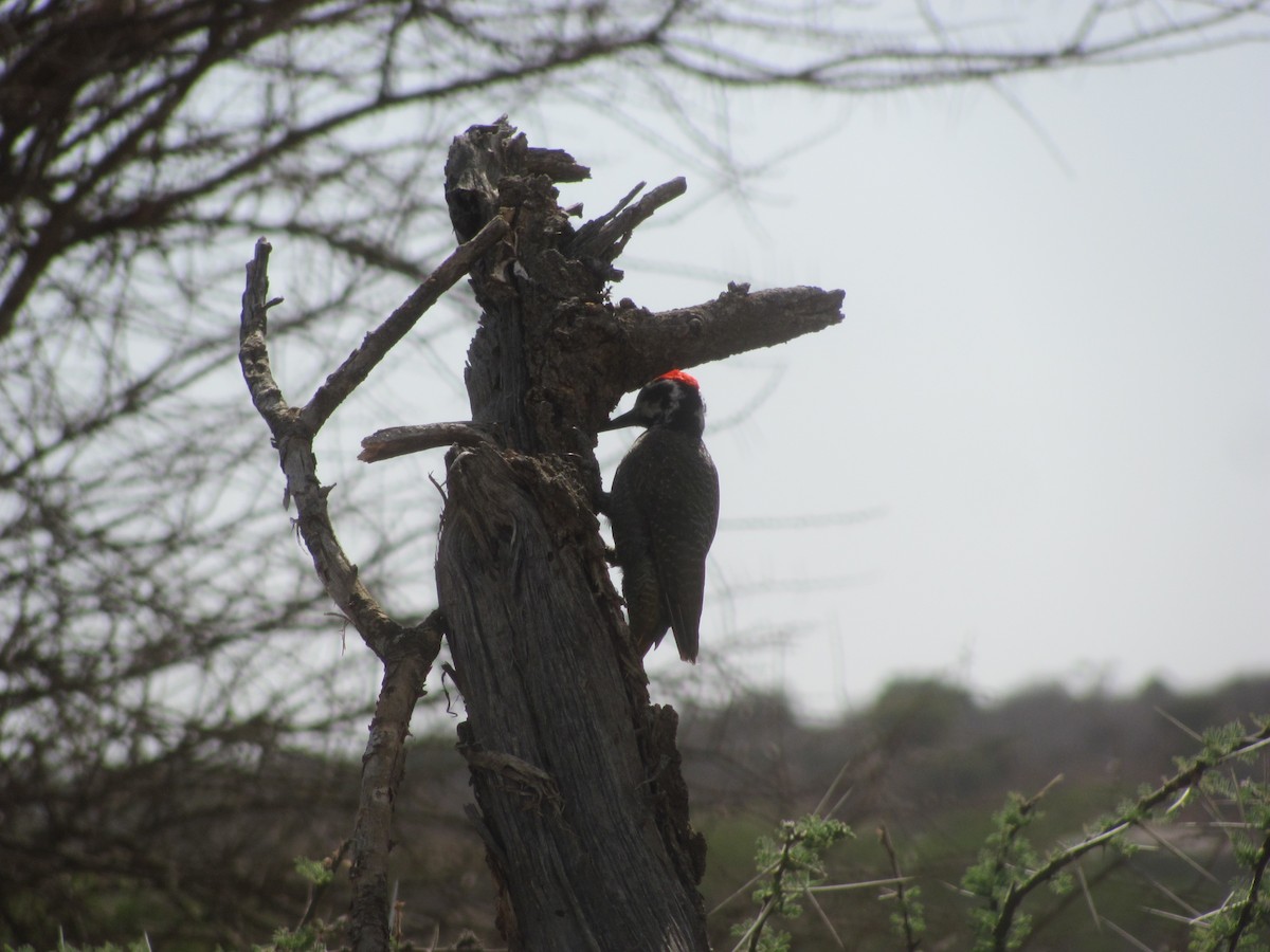 Nubian Woodpecker - ML617649644